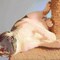 Pet Adobe Pet Adobe Cat Scratching Post- Play Area with 3 Poles, Perch and Toys- 19.25 inch Tall 835979GCZ - alternate 4